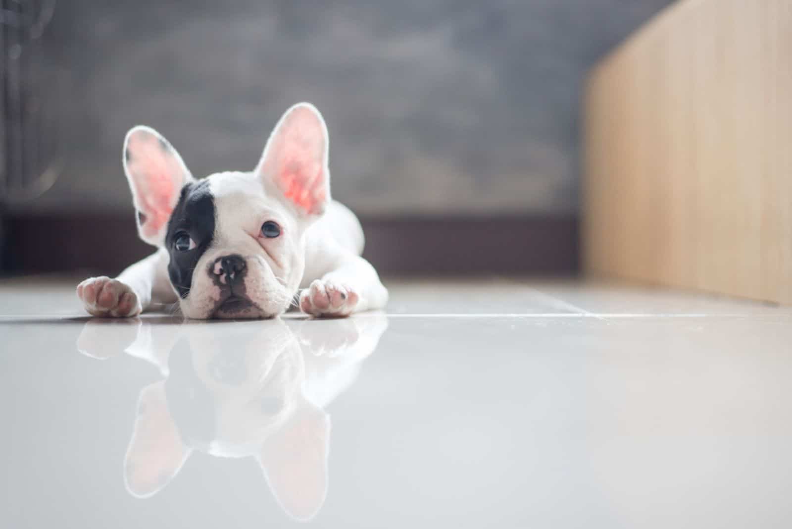 French Bulldog lies on the tiles