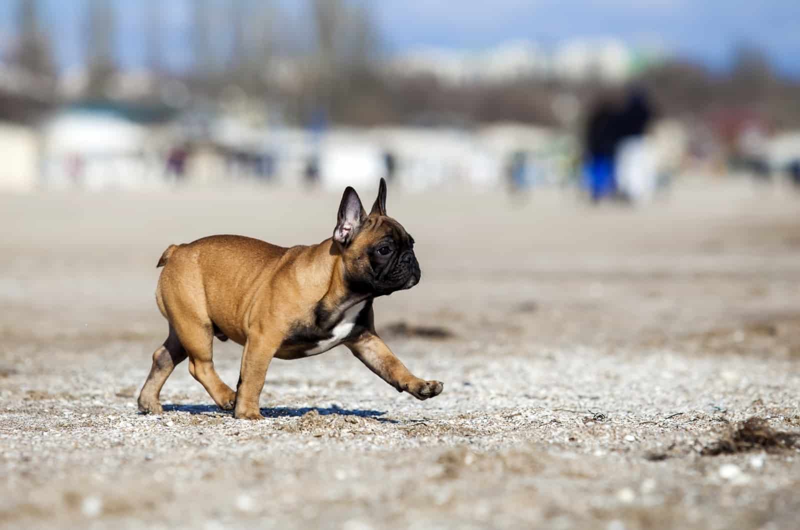 French Bulldog playing outside