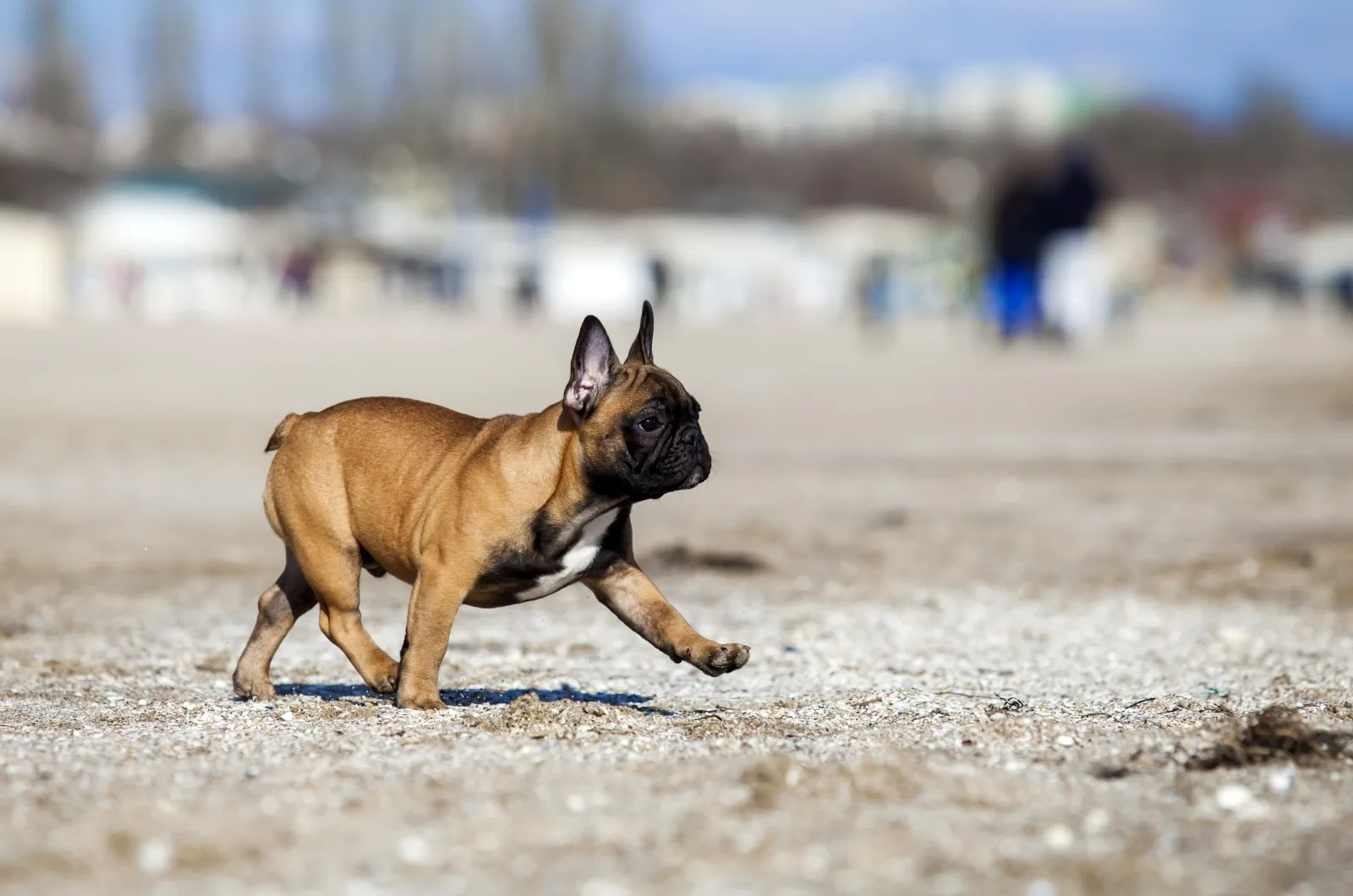 French Bulldog playing outside
