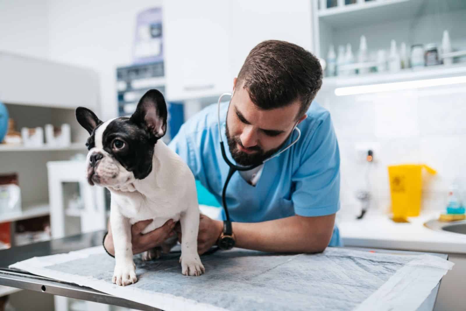 French Bulldog puppy being examined by a veterinarian