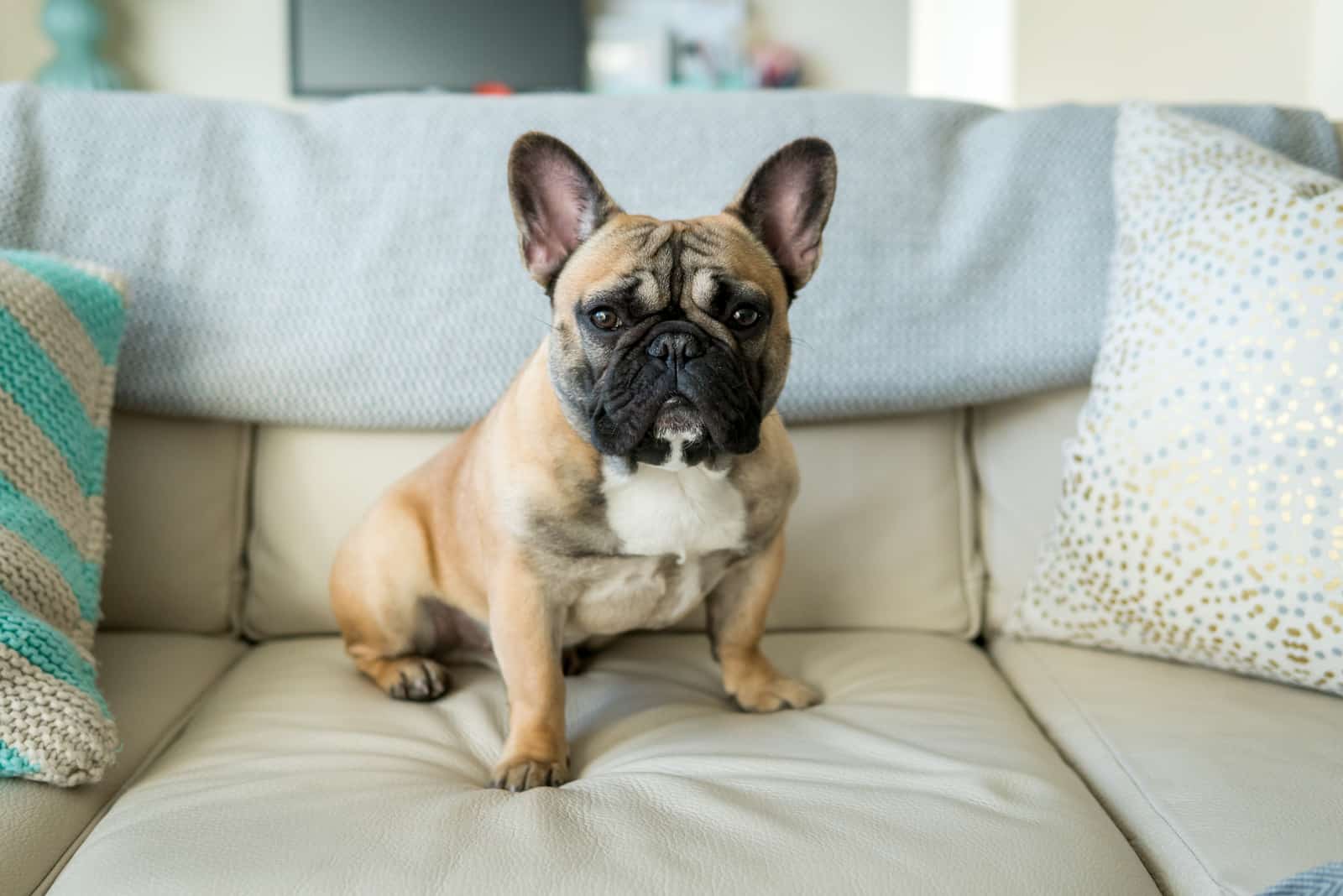 French Bulldog sitting on sofa