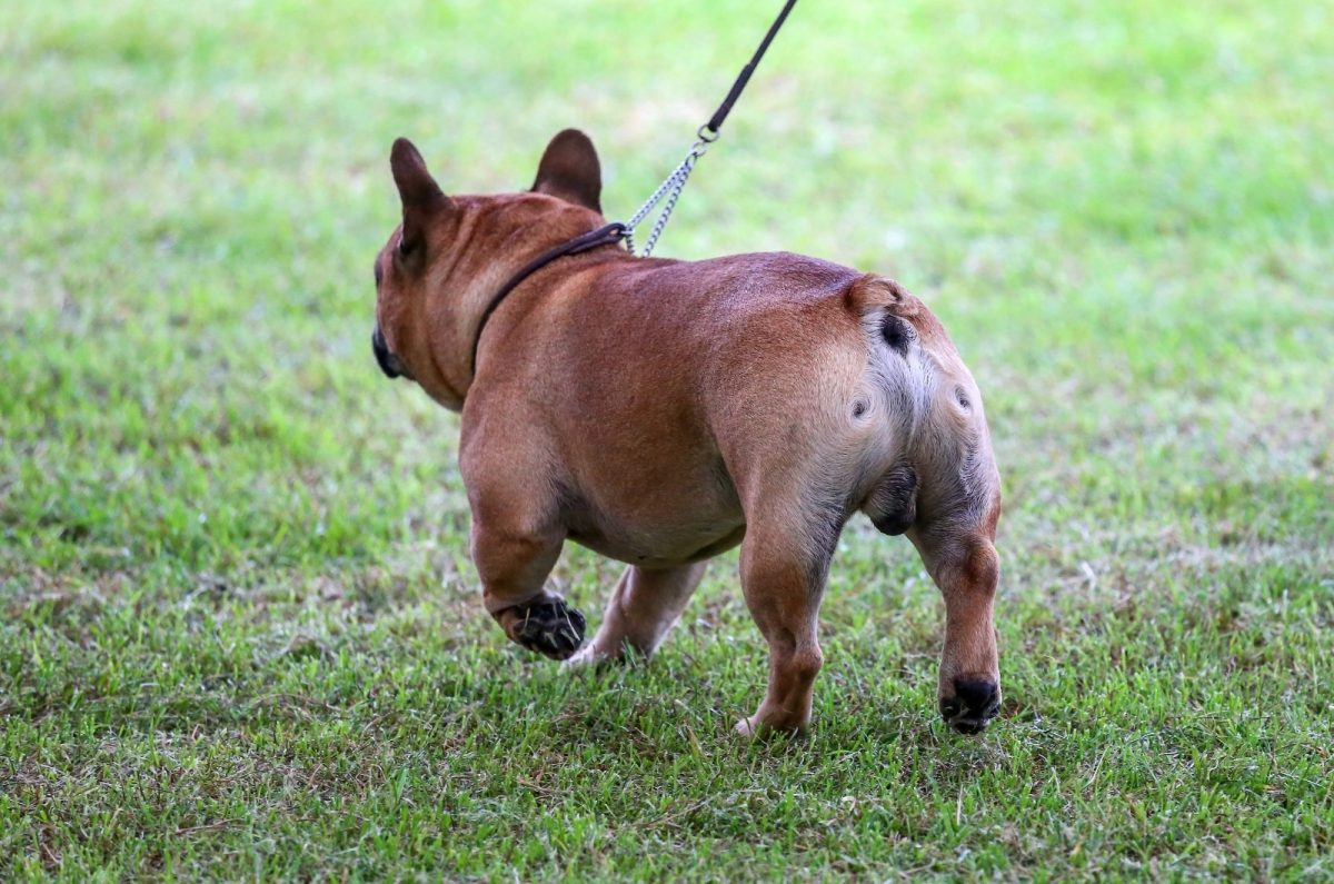 French Bulldog Tail Docking Debunked french-bulldog-tail-docking-debunked