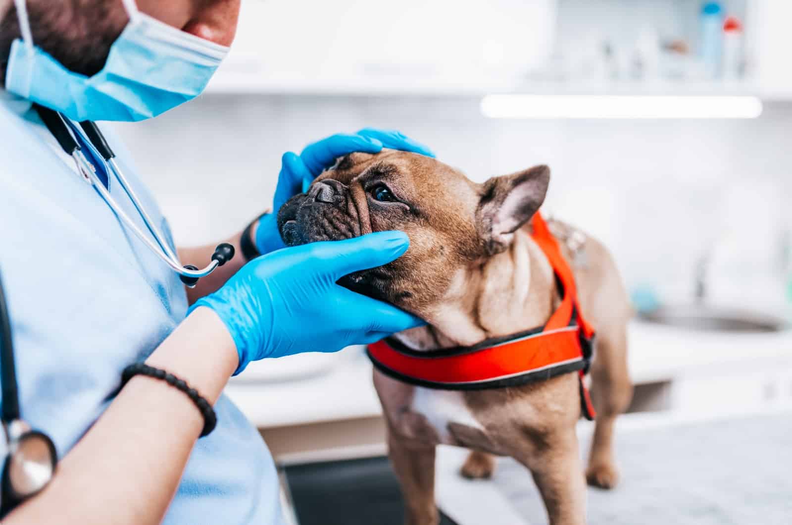 Frenchie and vet