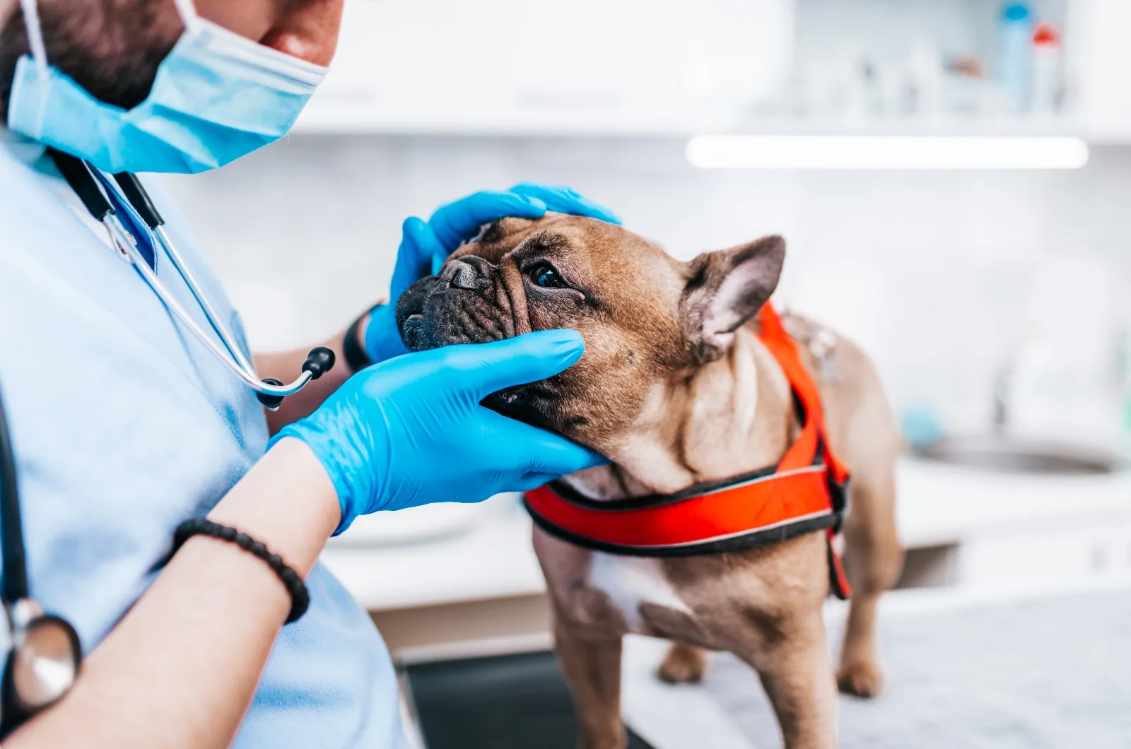 When To Euthanize A Sick Frenchie? 5 Final Health Conditions