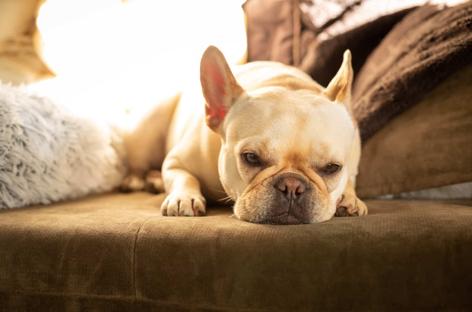 Frenchie lying on sofa