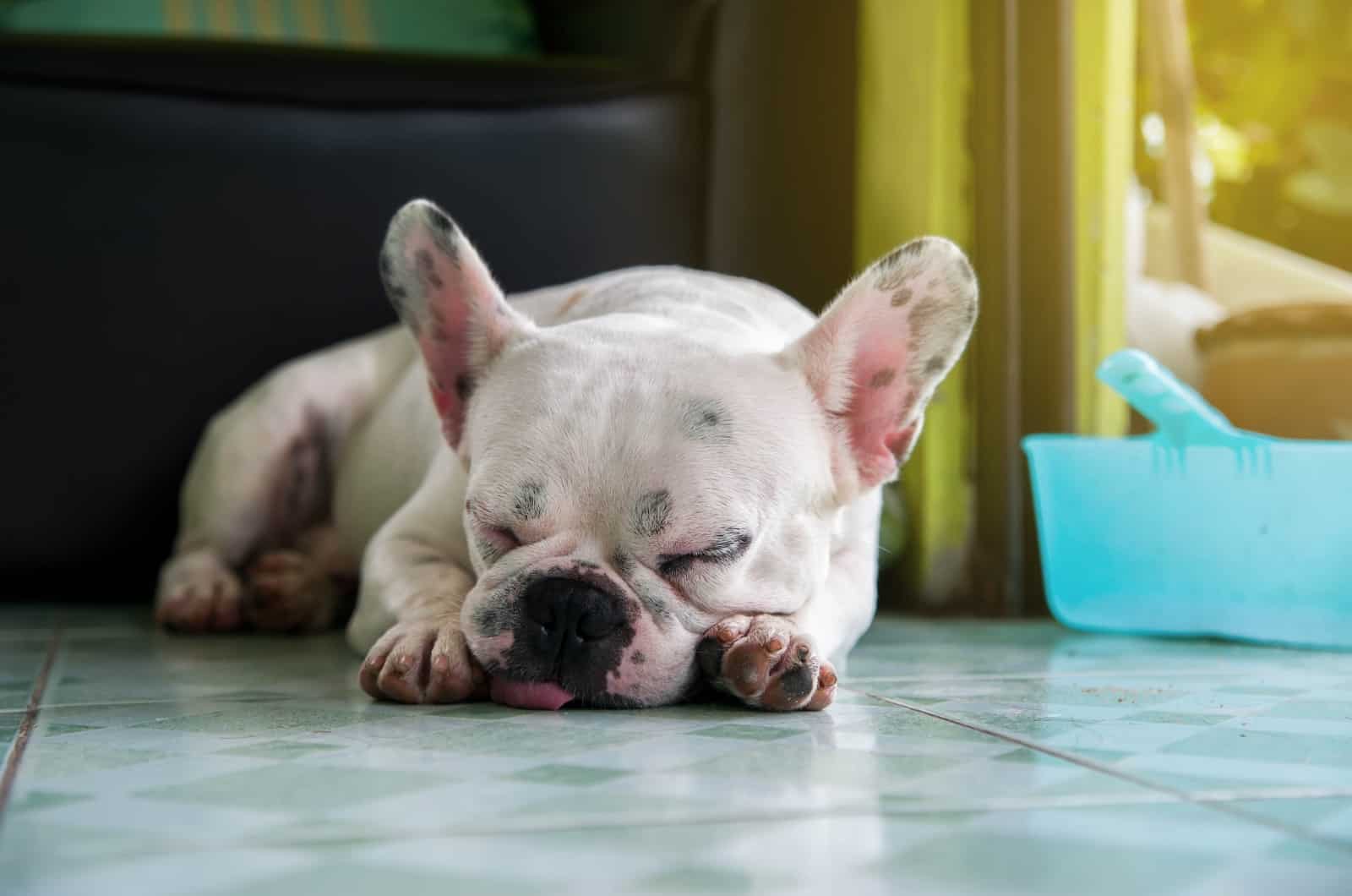 Frenchie sleeping on floor