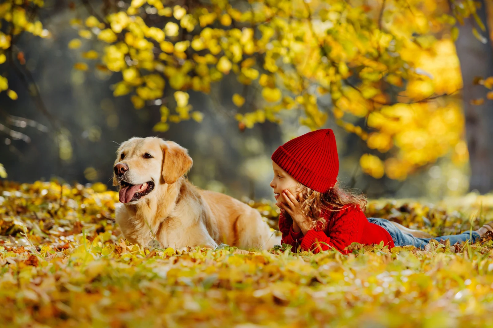 Friendly relationship between child and dog