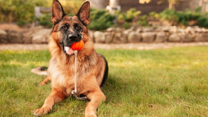Fun Facts About German Shepherds That Will Blow Your Mind