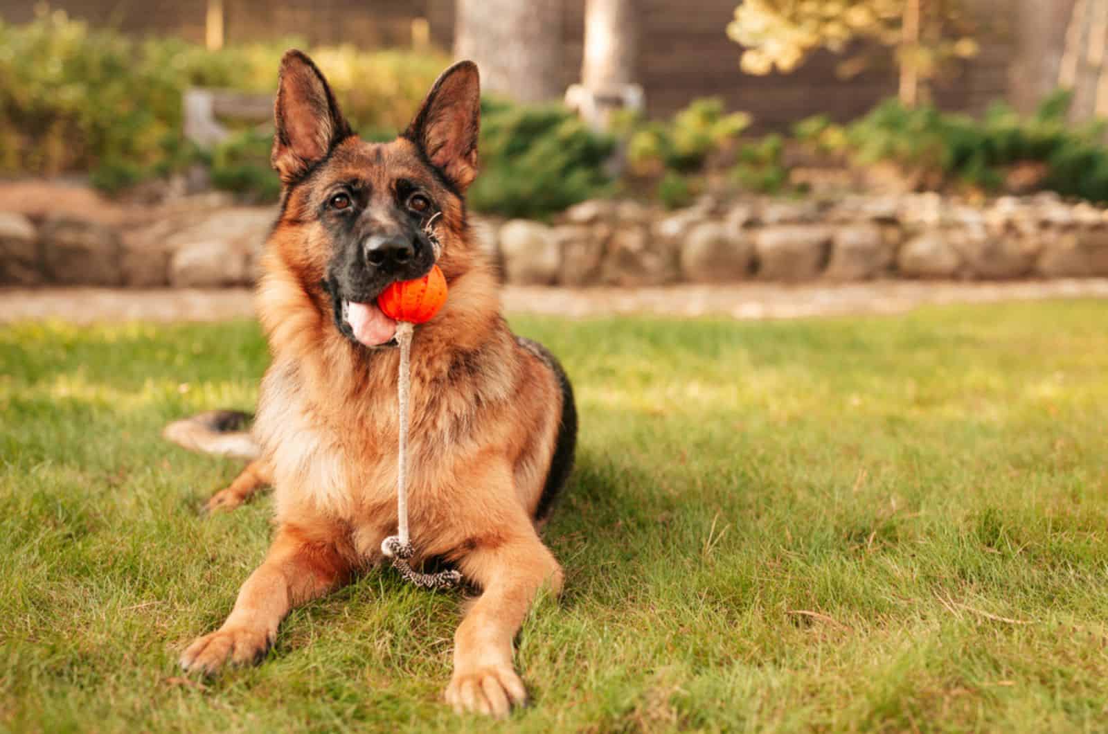 german shepherd with a orange ball in the mouth