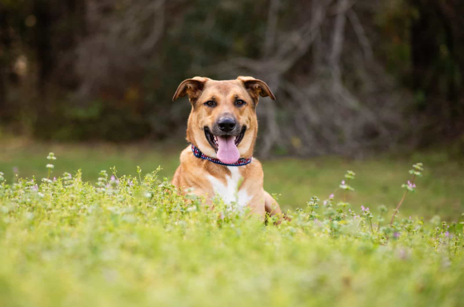 german anatolian shepherd mix on a meadow