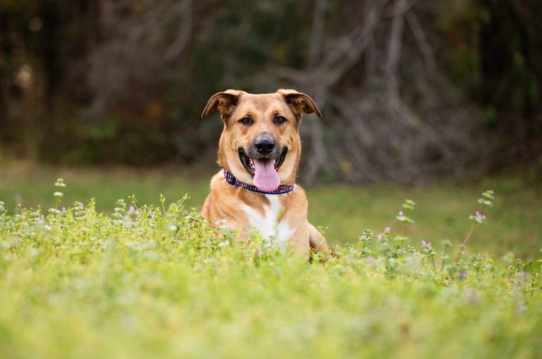 german anatolian shepherd mix on a meadow