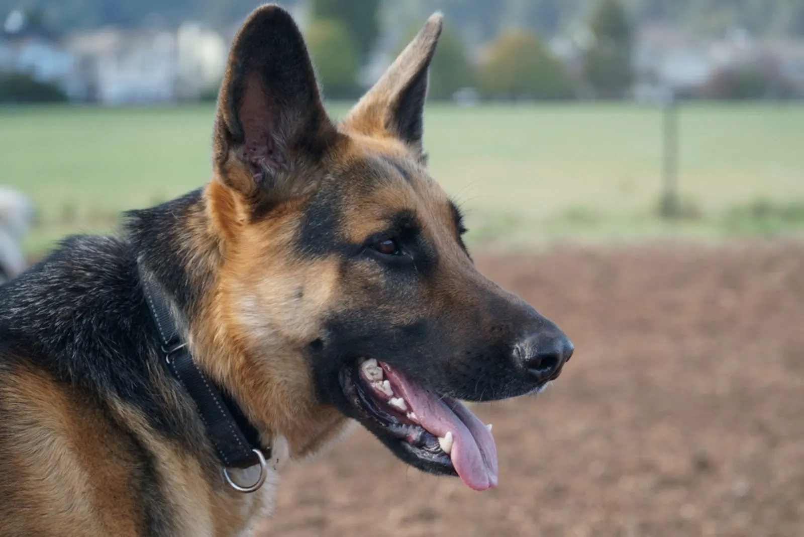 German Shepard Dog breathing with her mouth open