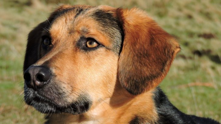 German Shepherd Beagle Mix – The Beautiful Beagle Shep