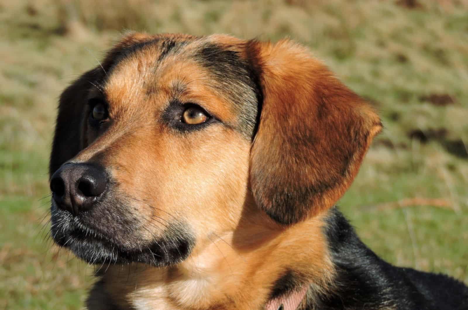 german shepherd beagle mix dog looking into the distance