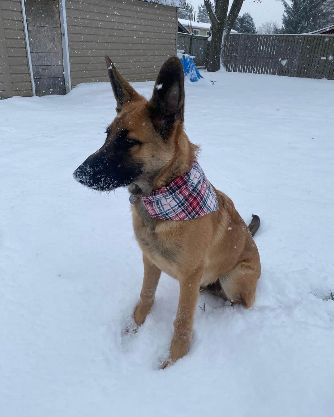 German Shepherd Bernese Mountain Dog Mix sitting on snow