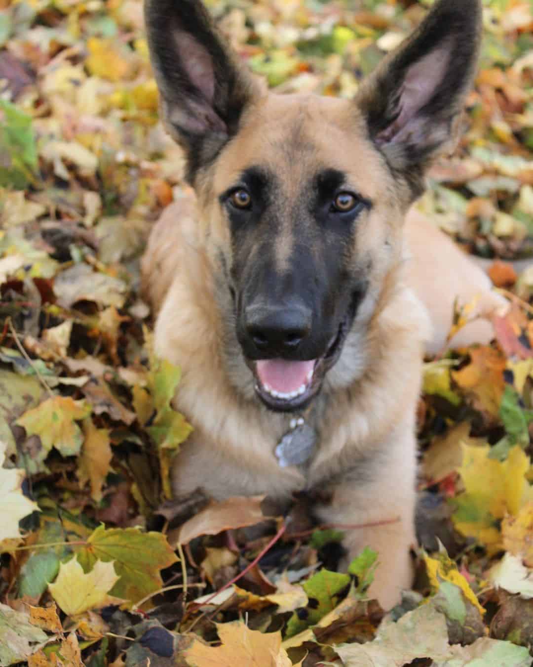 German Shepherd Bernese mountain dog