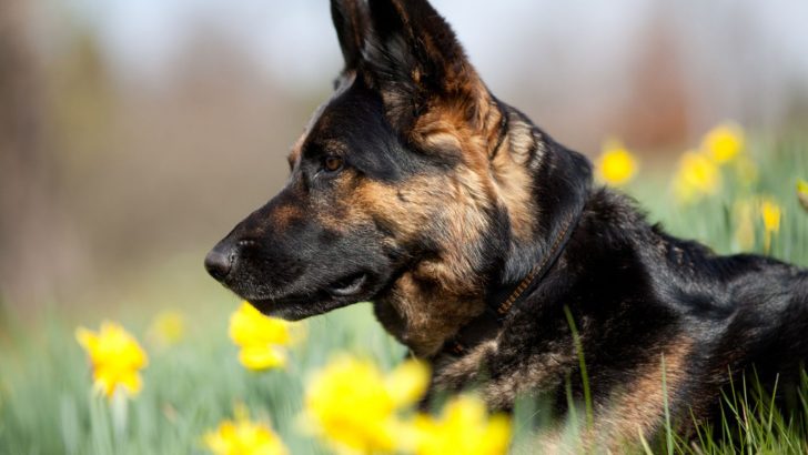 German Shepherd Breeding – What Does It Involve?