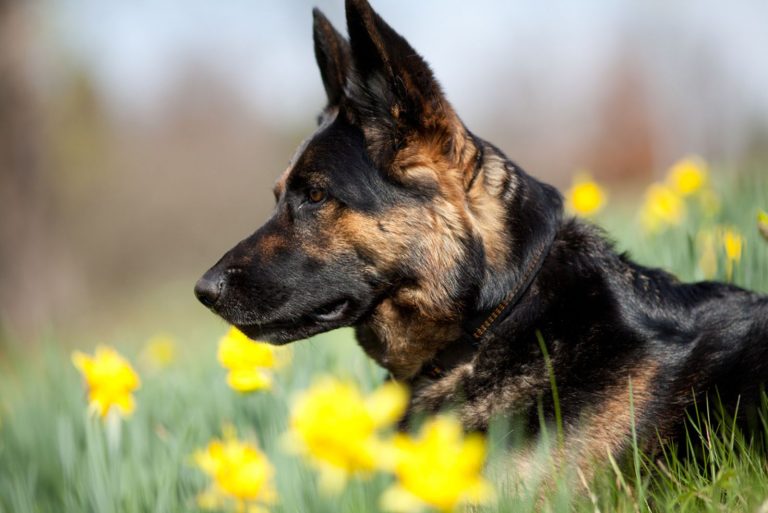 Attentive German Shepard dog on meadow between yellow flowers