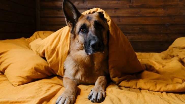 German Shepherd Cold Tolerance Factors Explained