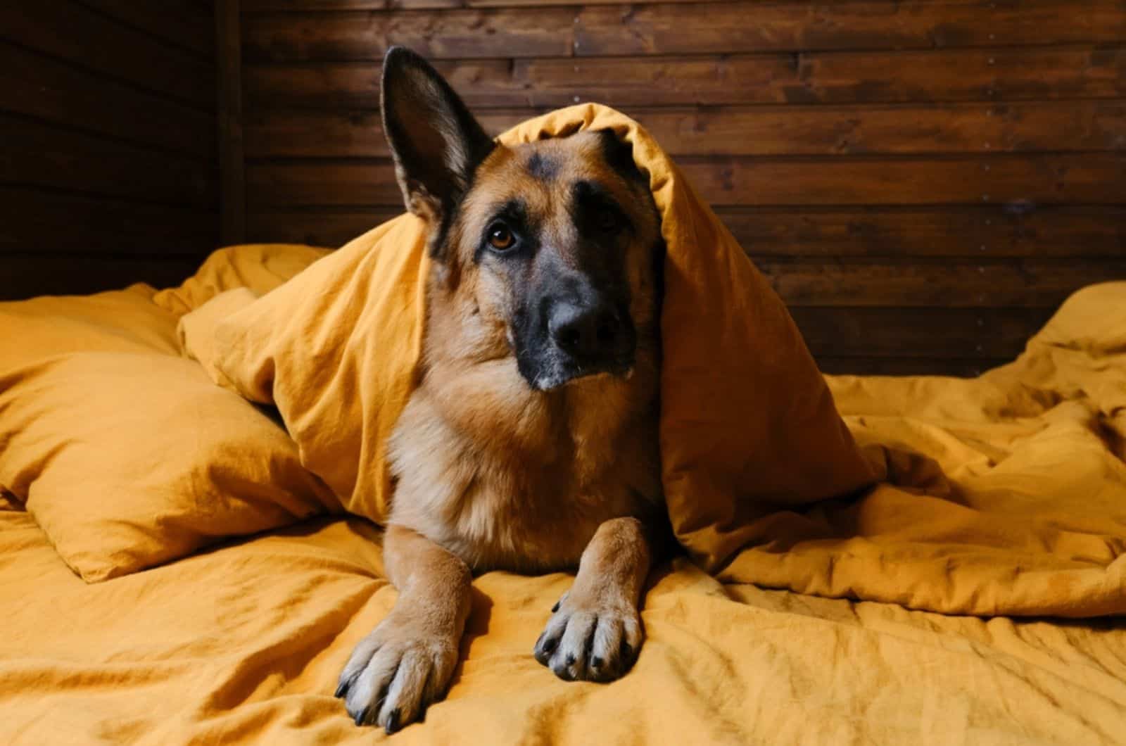 german shepherd covered with blanket