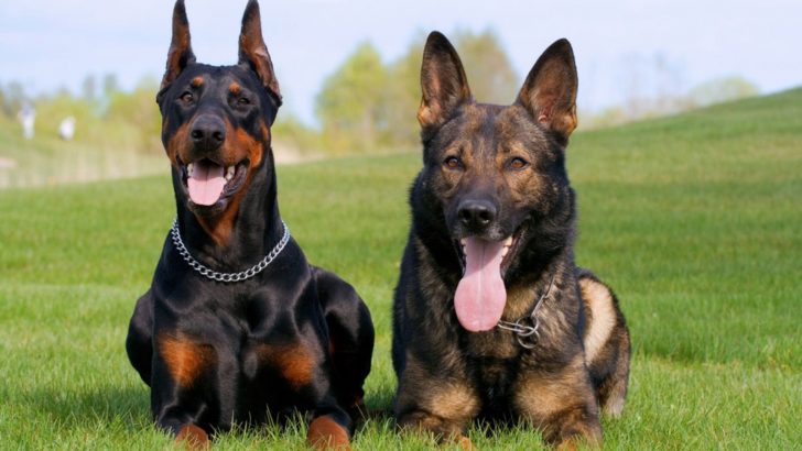The Great German Shepherd Doberman Mix Is An Ideal Working Model