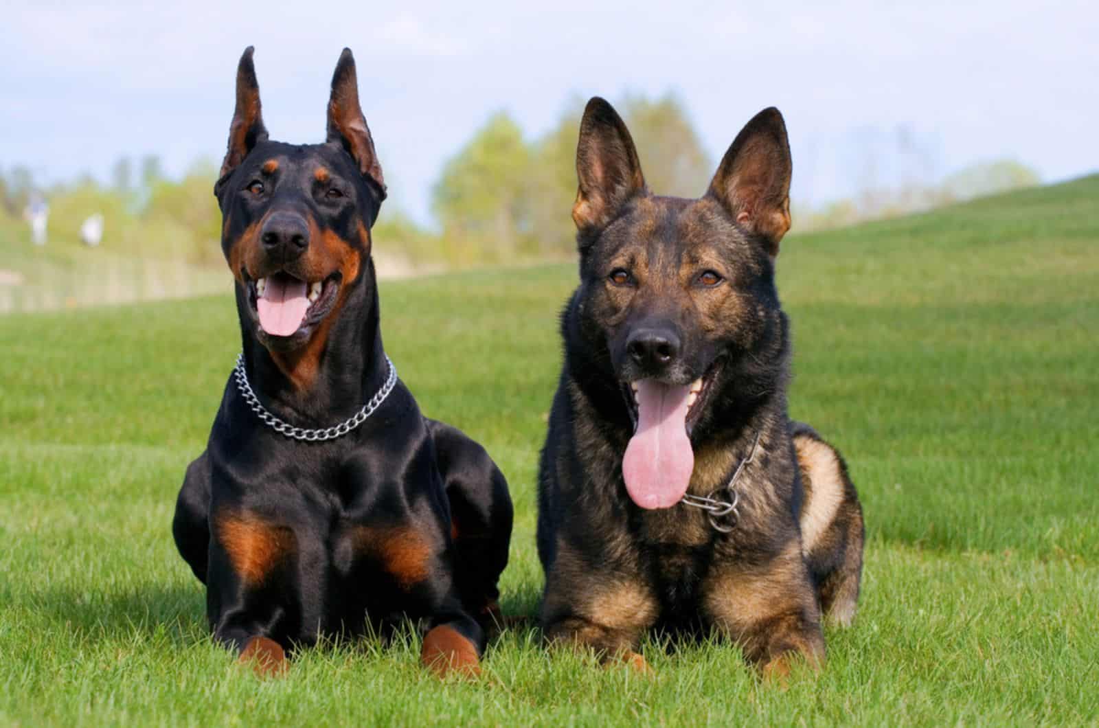 black doberman and german sheepdog laying together on the green grass