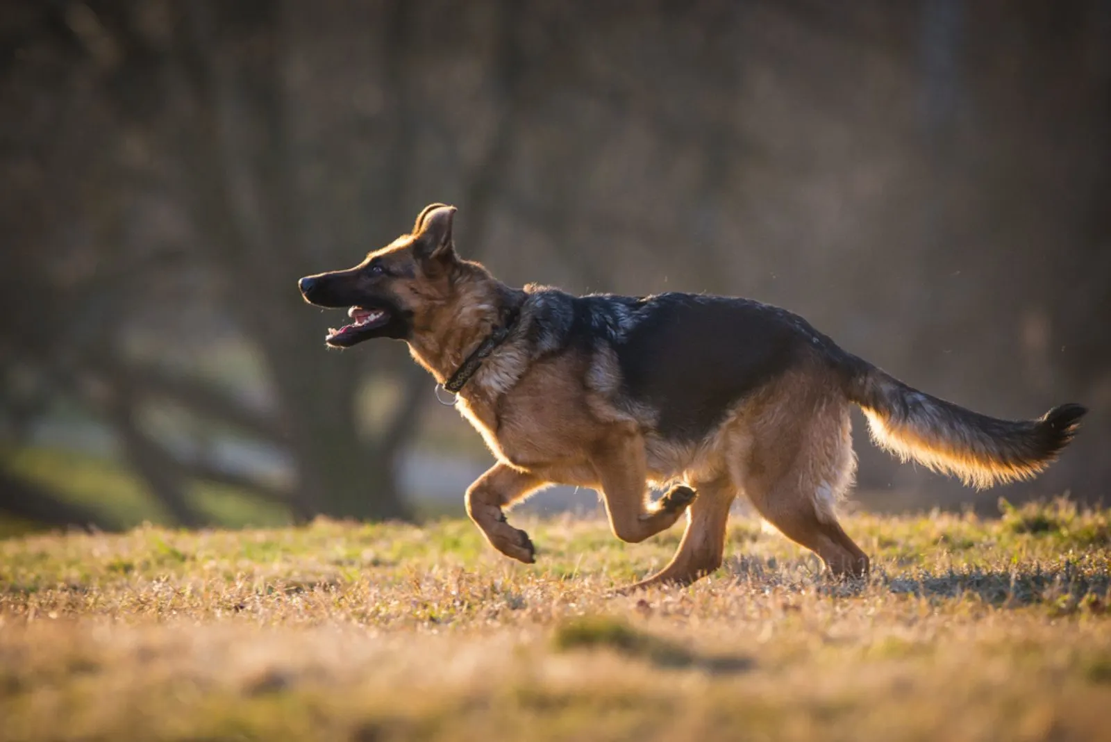 German Shepherd Dog running