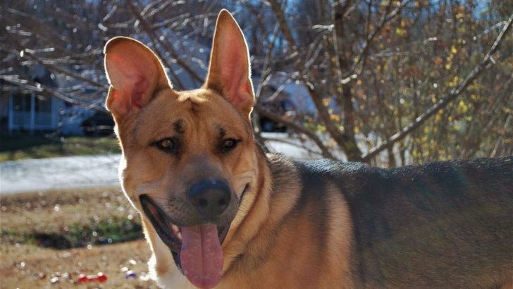 German Shepherd Pitbull Mix: Is This The Smartest Guard Dog?