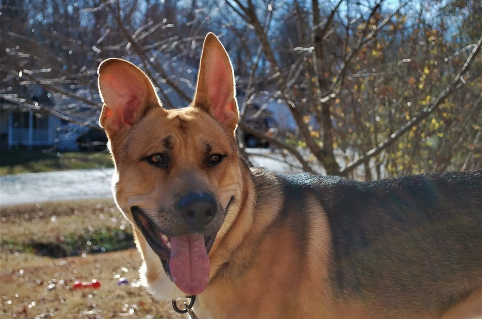 german shepherd pitbull puppy mix