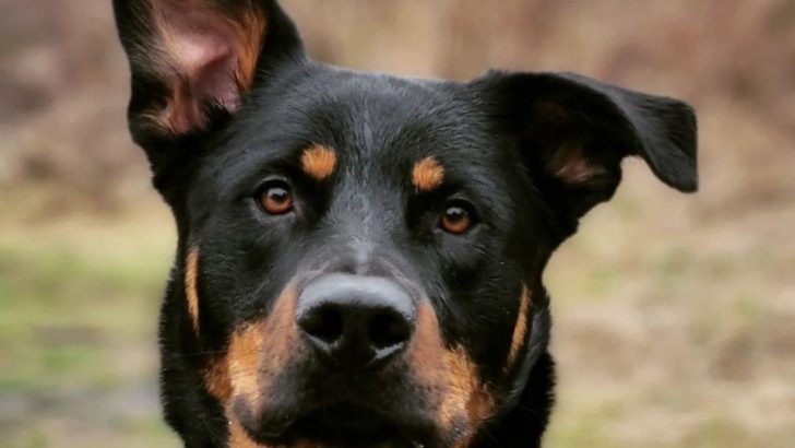 German Shepherd Rottweiler Mix: Germany’s Finest
