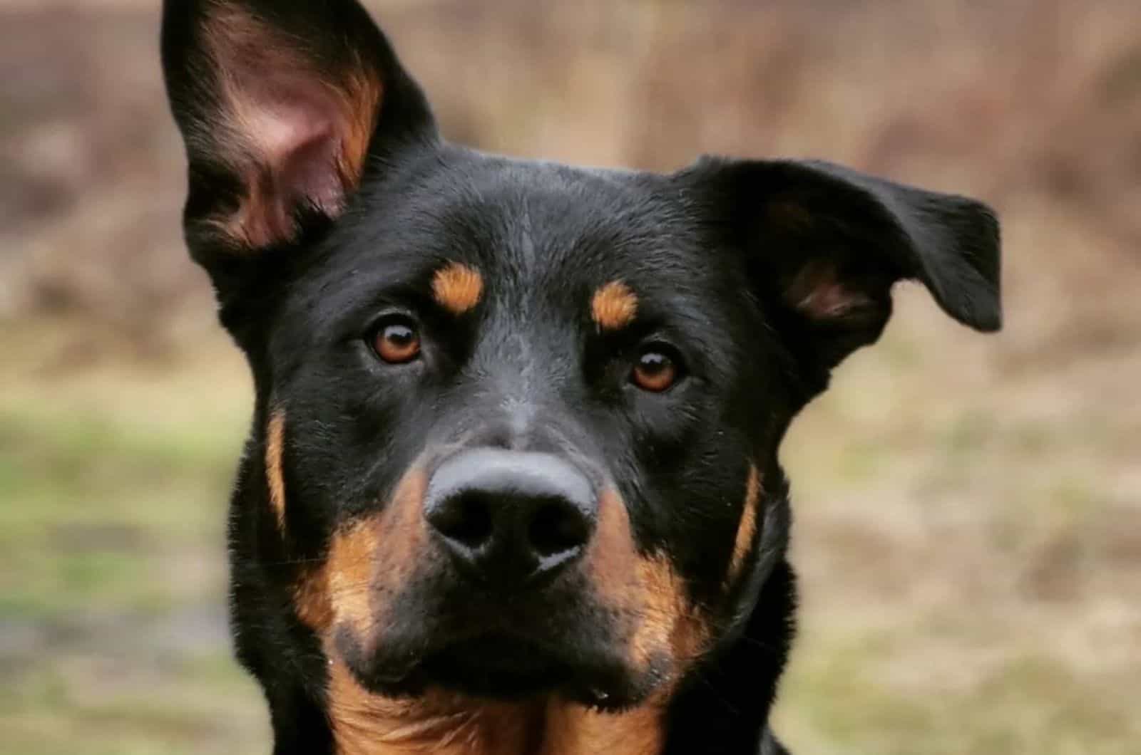 german shepherd rottweiler mix portrait