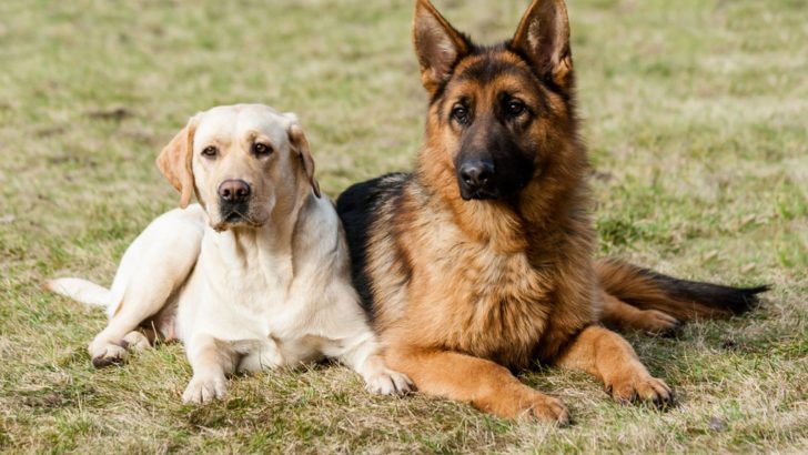 German Shepherd Vs Labrador – How Different Are They?