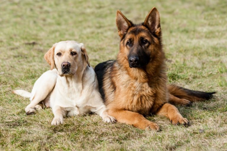 german shepherd and labrador retriever sitting on a green grass