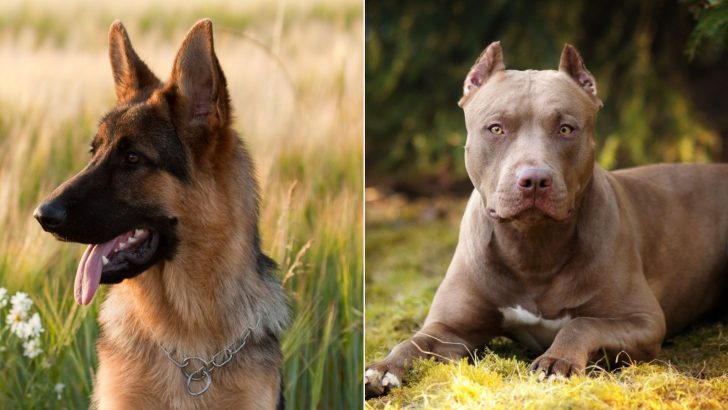 German Shepherd Vs Pitbull: Who’s The Best Dog?