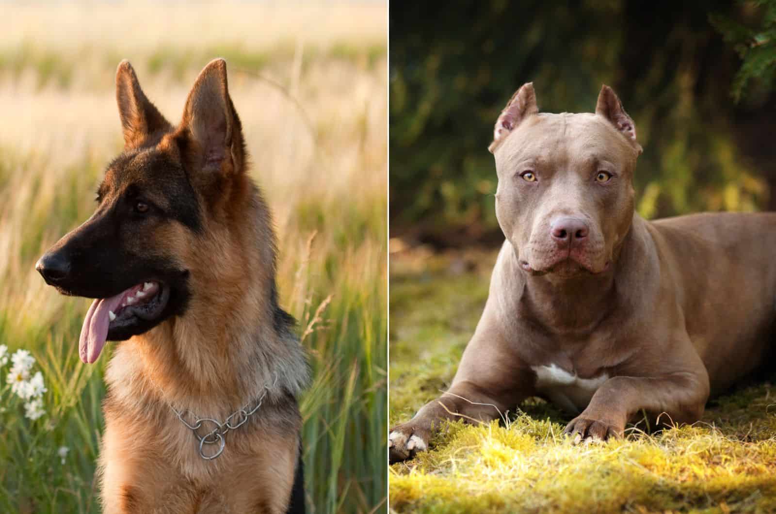 german shepherd vs pitbull