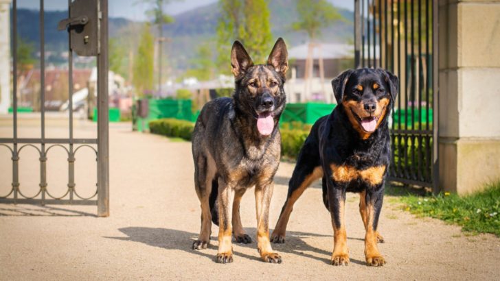German Shepherd Vs Rottweiler – Comparing 2 Best Guard Dogs