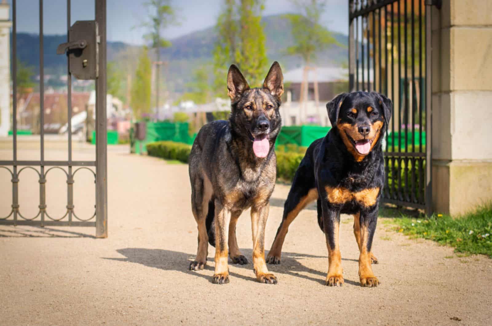 german shepherd and rottwailer dog standing in front of gate