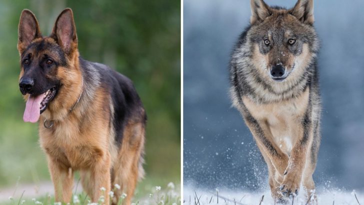 German Shepherd Vs Wolf – 8 Things To Tell Them Apart
