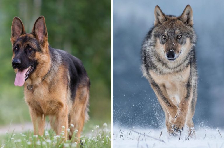 german shepherd vs wolf