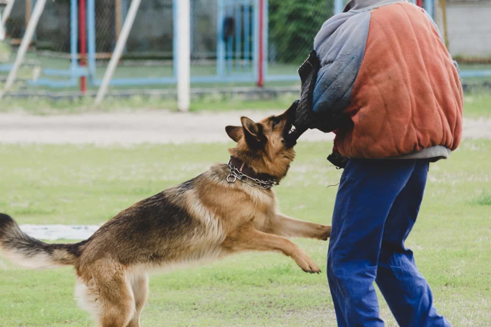 German Shepherd attacks a person in special protective clothing
