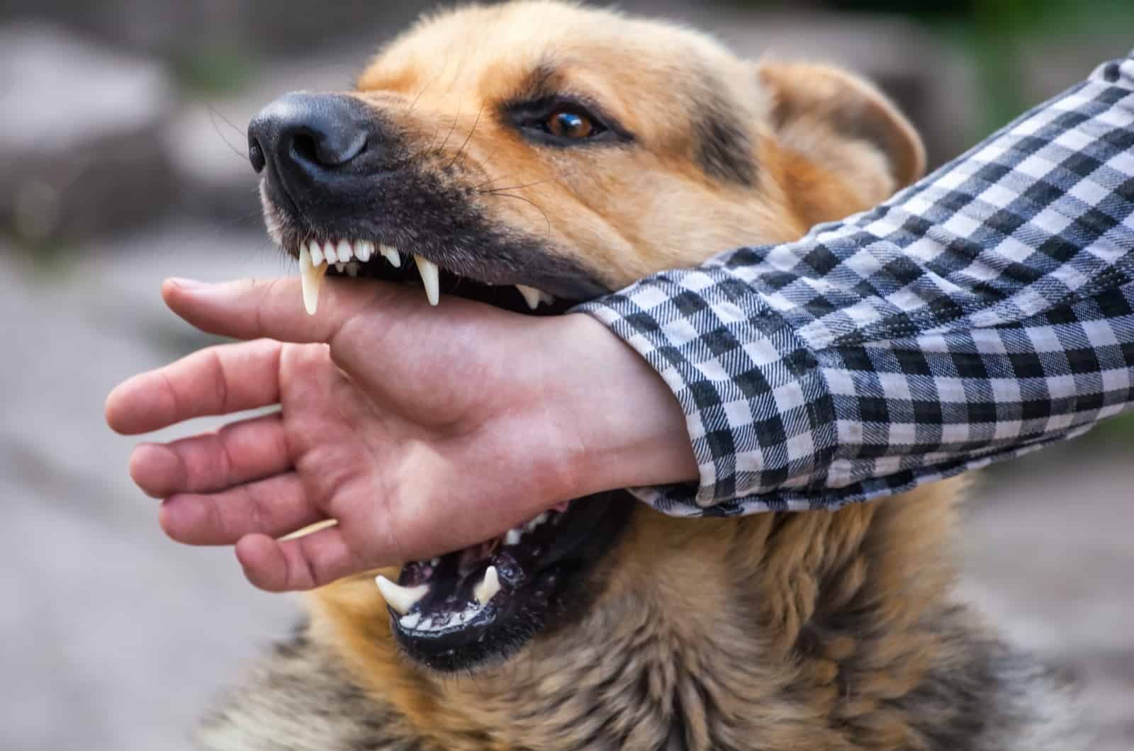 German Shepherd biting hand