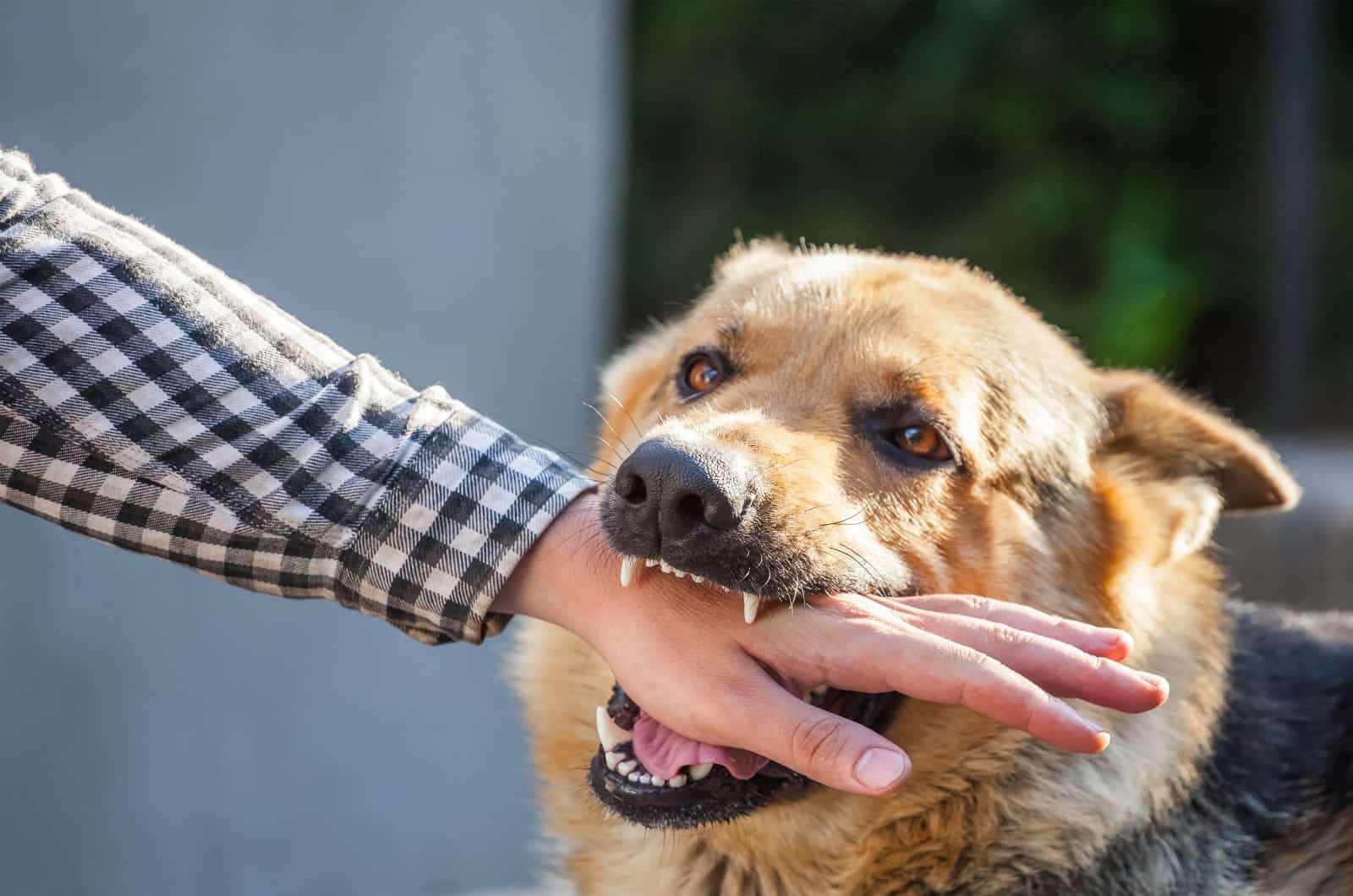 German Shepherd biting owner's hand