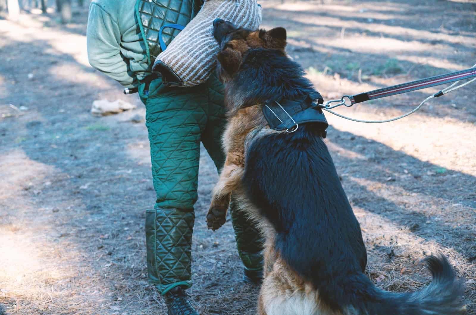 German Shepherd biting protected arm