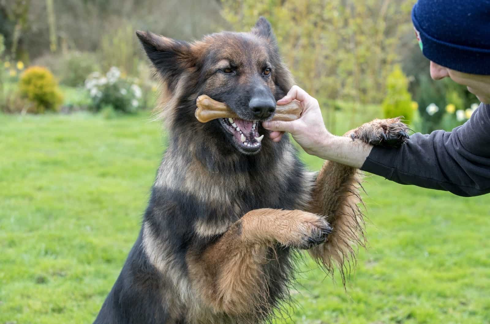 German Shepherd biting treat
