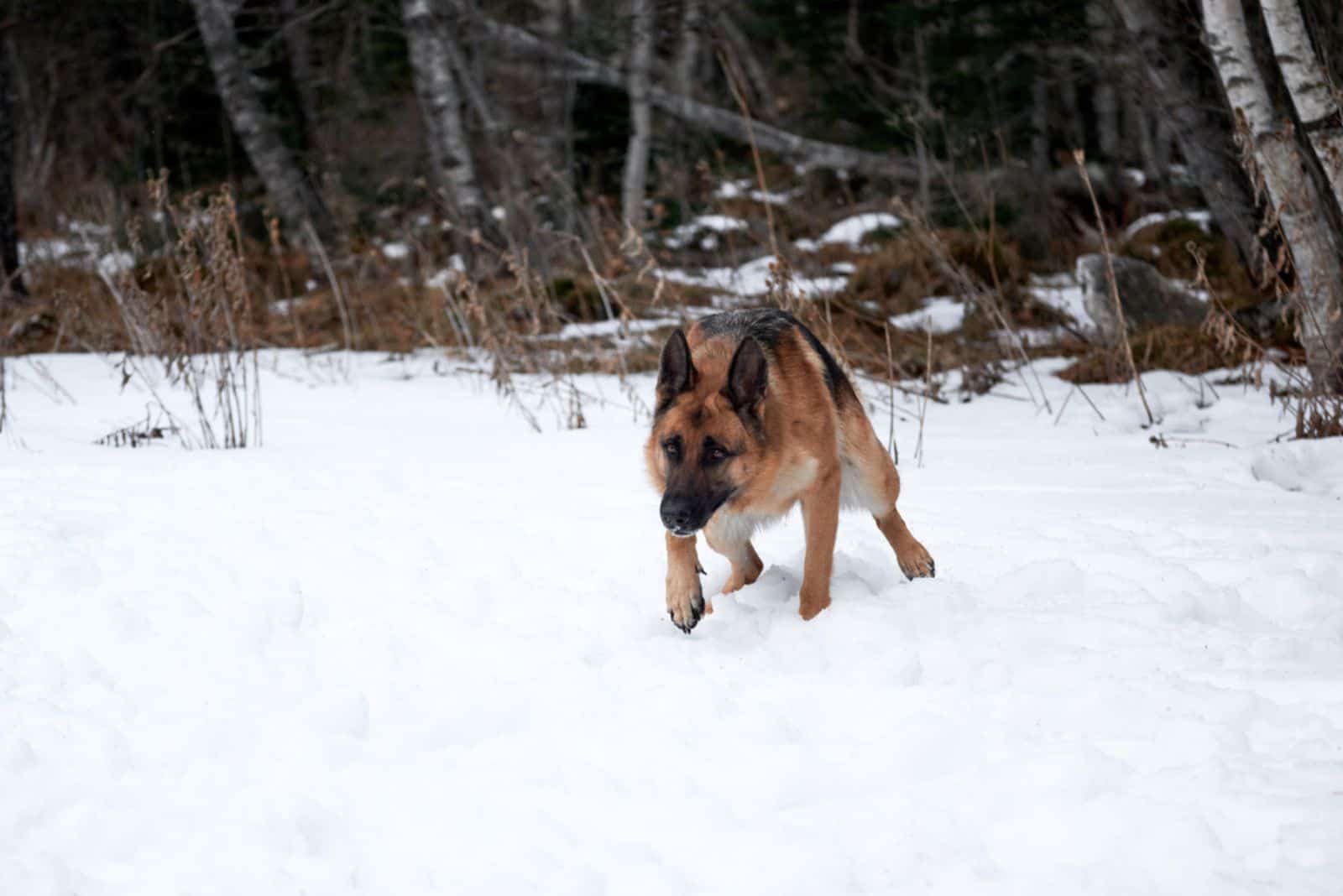 German Shepherd black and red color on walk and pees in winter snow 
