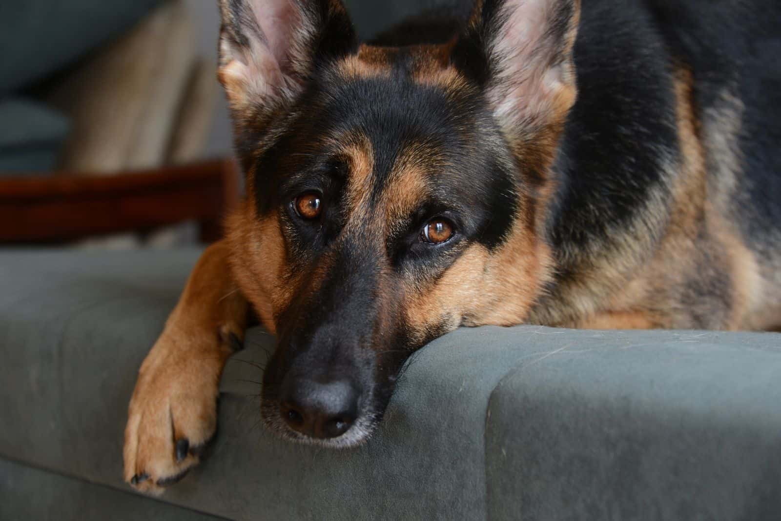 German Shepherd is lying leaning on an armchair