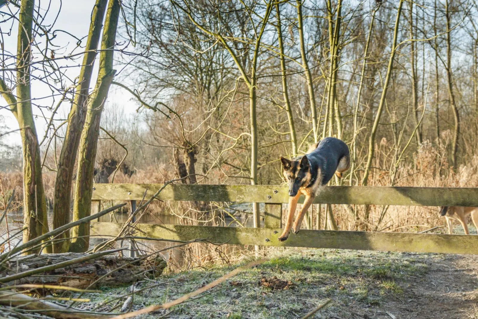 German Shepherd jumps over fences in winters nature reserve