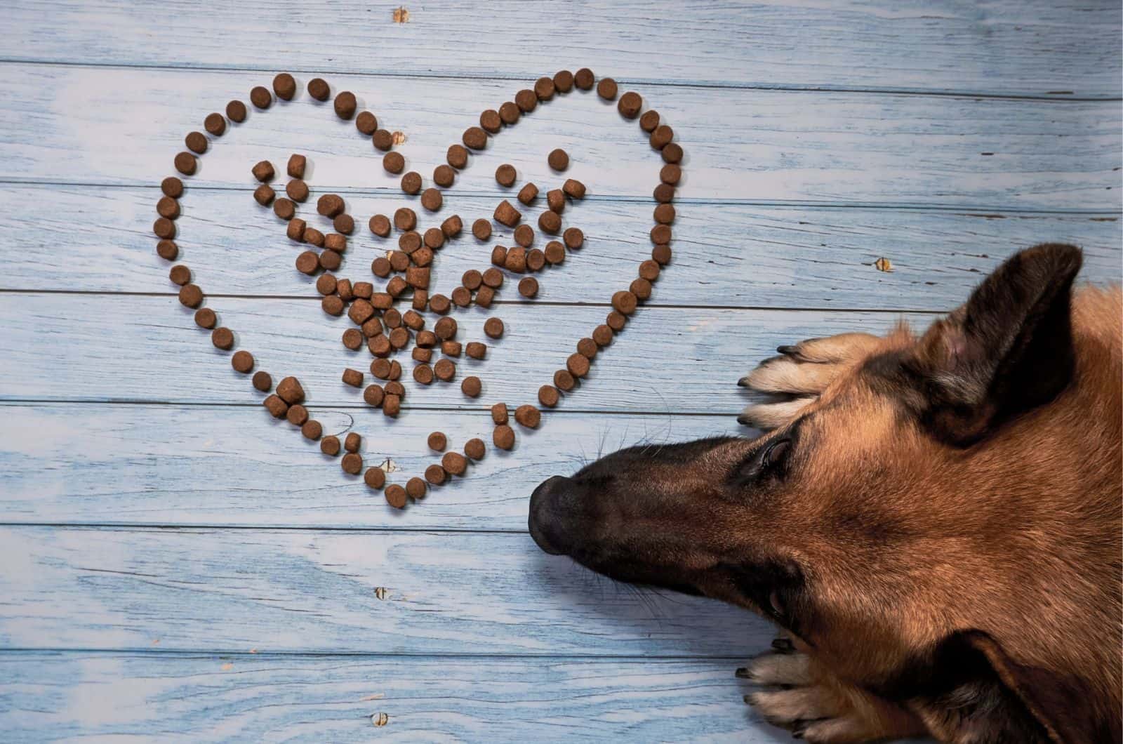 German Shepherd lies on blue wooden background next to heart made of dry dog food