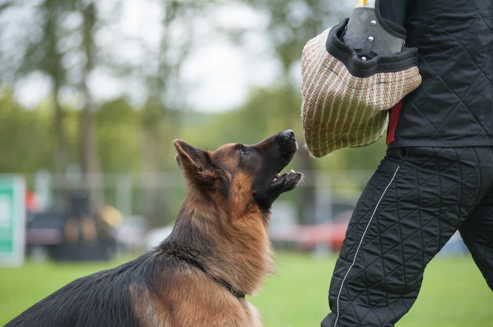 German Shepherd looking at owner's arm