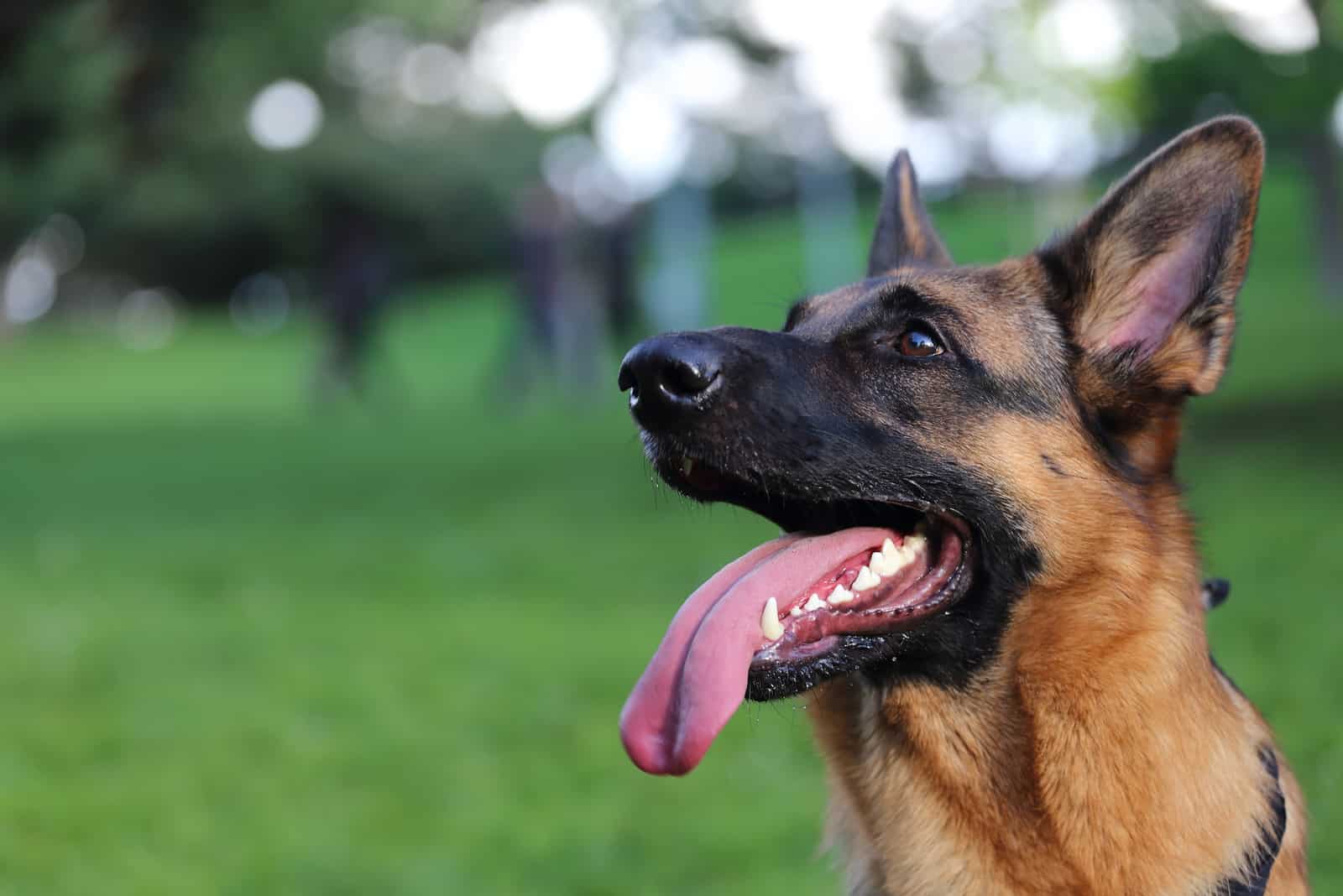 German Shepherd looking up